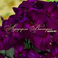 Флокс метельчатый Дракон Флокс метельчатый Дракон